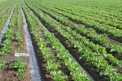  کشاورزی سنتی در حریم شهر قم باید اصلاح شود