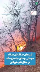  گریه‌های جنگلبانان هنگام سوختن درختان چند هزارساله در جنگل‌های هیرکانی