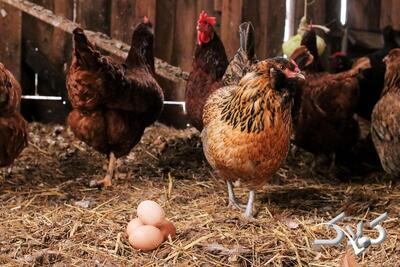  مرغ‌ها در مرغداری‌های ایران دارند خودشان را می‌خورند + ویدئو - مجله اینترنتی کولاک