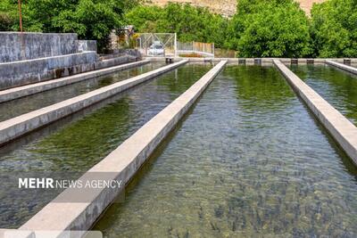  هشدار به سرمایه‌گذاران کم‌کار حوزه شیلاتی
