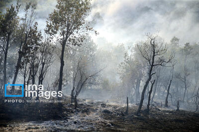  آتش‌سوزی جنگل‌های سوادکوه مهار شد
