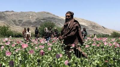  ماهیت تریاک در ایران تغییر کرد!