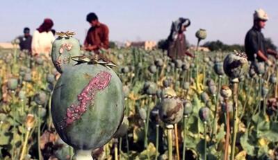  نماینده مجلس: در داروهای مخدری با توجه به کمبود کشفیات تریاک با مشکل مواجه هستیم