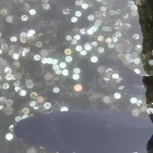  فیلم زیبایی خیره‌کننده ماهی کپور کوی ژاپنی