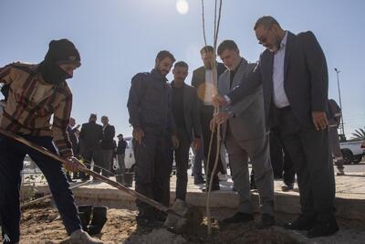  آستان قدس عباسی کارزار درختکاری در مسیر اربعین بین نجف و کربلا آغاز کرد