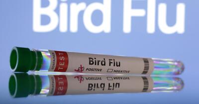  مرگ اولین مورد تایید شده آنفولانزای پرندگان H5N5 در آمریکا