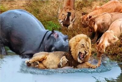  مستند حیات وحش؛ شیر به اسب آبی میرسه موش میشه