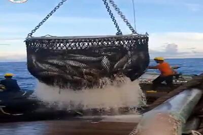  مستند کاوش؛ 1 تن ماهی گرفتن برا ذخیره تور رو فیکس میکنن رو مخزن زیر کشتی تخلیه میشه