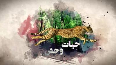  استفاده گرگ از ابزار برای شکار!
