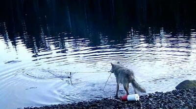  استفاده گرگ از ابزار برای شکار!