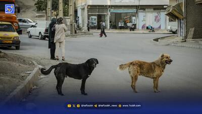  سرنوشت نامعلوم ۴۰۰ هزار سگ ولگرد