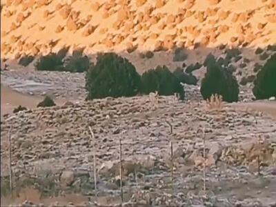  تصاویری زیبا از گله آهو و کبک در خراسان شمالی