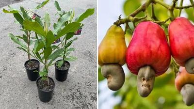 آموزش کاشت و نگهداری بادام هندی در گلدان