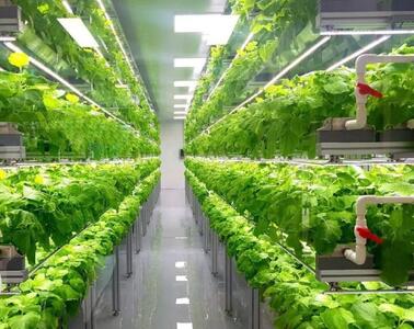  ژاپن چگونه با فناوری، بحران غذا و کمبود آب را به فرصت تبدیل کرد؟(+عکس)