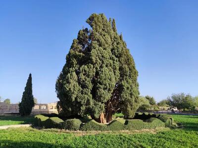  قدیمی‌ ترین درختان زنده جهان