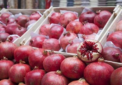  صادرات کنسانتره میوه فردوس به روسیه و اروپا