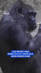  تولد یک گوریل در معرض انقراض در باغ‌وحش ناکسویل