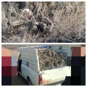  متخلفان قطع غیرقانونی درختان گز در تالاب قره‌قشلاق دستگیر شدند