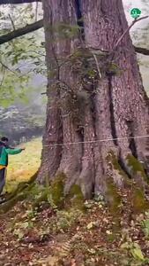  عظمت درختان جنگل های هیرکانی را ببینید که در آتش می‌سوزد + فیلم