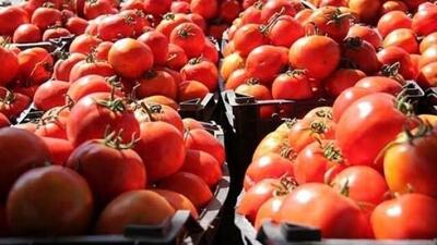  قیمت گوجه کاهشی می شود