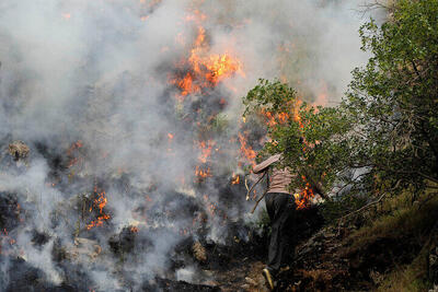  بخش زیادی از عرصه های جنگلی چالوس از خطر نابودی نجات یافت