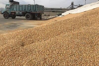  توزیع ۵۷ هزار تن نهاده دامی در آذربایجان‌غربی 