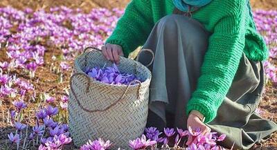  برداشت ۶۵۰ کیلوگرم زعفران از مزارع کبودراهنگ