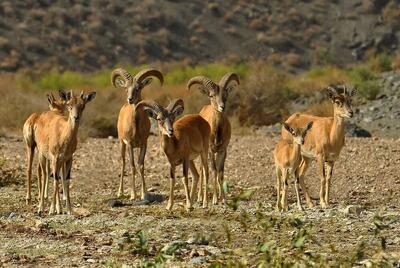  افزایش ۱۵ درصدی جمعیت گونه‌های حیات وحش در منطقه خارو