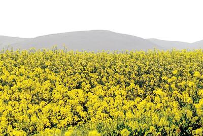  مصوبه‌ای برای کاهش وابستگی روغن