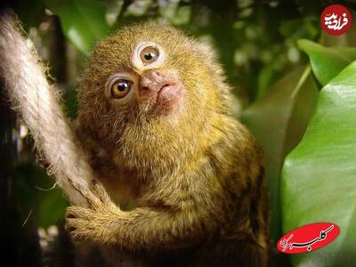  ببینید؛ بامزه‌ترین میمون جهان که اندازه یک موز است! + عکس - کلبه سرگرمی