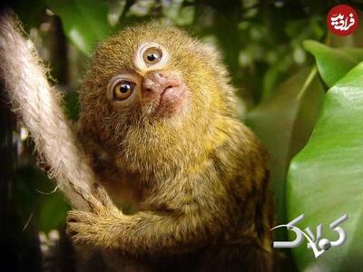  ببینید؛ بامزه‌ترین میمون جهان که اندازه یک موز است! + عکس - مجله اینترنتی کولاک