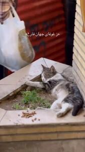  فیلم چرت زدن گربه در هیاهوی عابران