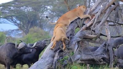  مستند حیات وحش؛ گله بوفالوها ماه عسل این شیرها را خراب کرد