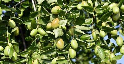  برداشت سالانه ۱۹۰۰ تن زیتون در لرستان
