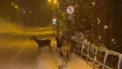  سافاری زمستانی در زاکوپونه لهستان