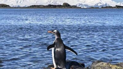  آغاز فعالیت فئودور کونیخوف، ماجراجوی روس، در ایستگاه انفرادی قطب جنوب