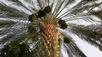  فرق خرما با رطب در چیست ؟