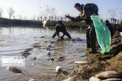  سهم ۱۱ درصدی خرمشهر از تولید پرورش ماهیان گرمابی در کشور