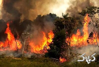  آخرین تصاویر از اطفای حریق در جنگل الیت منتشر شد +ویدیو - مجله اینترنتی کولاک