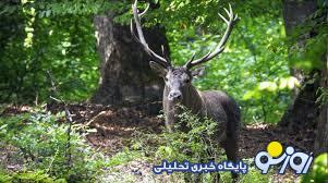 با هرگونه قصور یا تقصیر احتمالی در آتش سوزی جنگل‌های هیرکانی برخورد شود
