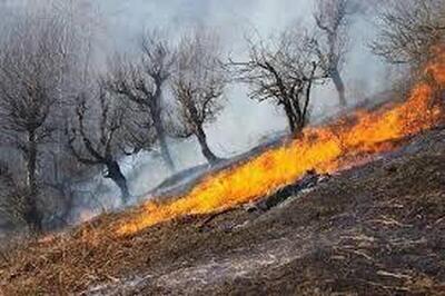  خشکسالی بی‌سابقه و خطای انسانی؛ چرا آتش‌سوزی جنگل‌های الیت مهار نمی‌شود؟