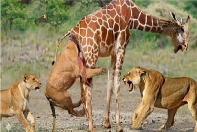  مستند حیات وحش؛ زرافه دراز ناز با میدل کیکاش داغش رو گذاشت به دل شیر