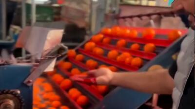  تصاویر رنگ کردن پرتقال در ایران را ببینید!