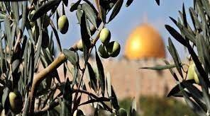  ببینید/ اسرائیل در حال سرقت درختان کهن زیتون متعلق به سرزمین فلسطین - تسنیم