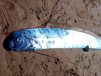  مشاهده «ماهی آخرالزمان» در ساحل تاسمانی