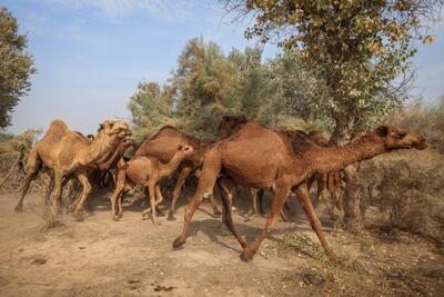  شتر  ذبه  ذخیره ژنتیکی ارزشمند در بحران کم آبی بوشهر