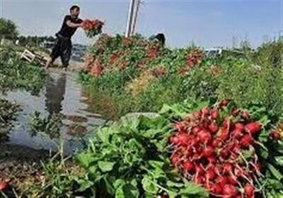  سه هکتار سبزی آلوده به نفت در دزفول امحاء شد/ برخورد بدون اغماض با تهدیدکنندگان سلامت غذایی تاکید کرد