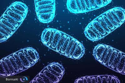  نوع تازه‌ای از آسیب DNA در میتوکندری کشف شد