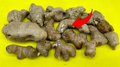  زنجبیل فاسد شده را دور نندازید / زنجبیل له شده یک طلای واقعیه