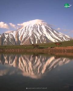  دلربایی اسب‌های وحشی در دامنه دماوند باشکوه + فیلم